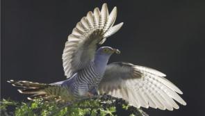 Have you heard the cuckoo in Donegal yet this year?