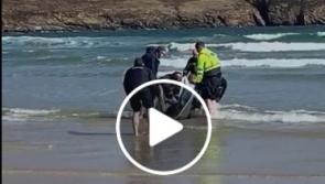WATCH: Dolphin rescue on Donegal beach
