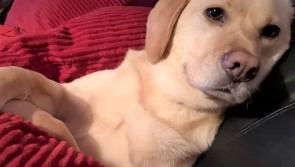 OPINION: Our pets make these challenging times a lot more bearable