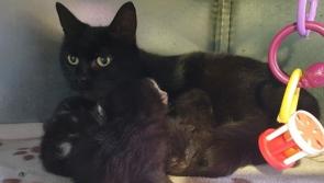 Donegal's Animals In Need face additional daily challenges when rescuing animals around the county