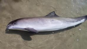 Porpoise dies on Donegal beach after becoming stranded