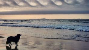 Iggy the dog is the star as photos highlighting Donegal's beauty are seen all over the world