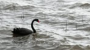 Swan Lake at Inch Wildfowl Reserve