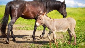 ISPCA rescue eight neglected donkeys and two horses living in terrible conditions in Donegal