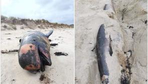 Whale and porpoise stranded on same Donegal beach and bottlenose dolphins spotted  near  coast