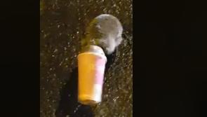 WATCH: The lovely moment when Donegal gardaí free trapped hedgehog
