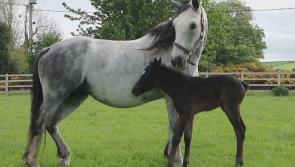 WATCH: Can you help name  this beautiful foal born to pony rescued in Donegal?