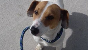 Appeal for information about dog found in Donegal 