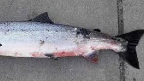 Inland Fisheries Ireland appeals to anglers and fishery owners to report any incidences of red skin disease encountered in salmon