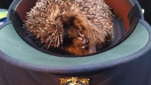 Another 'prickly' rescue for big-hearted Donegal gardaí 