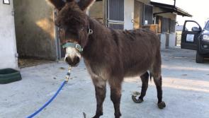 Help needed to keep Donegal Donkey Sanctuary open  as Covid-19 crisis leads to serious financial hit