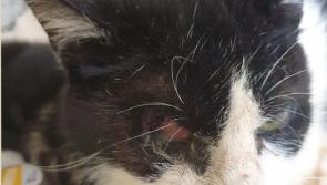 Animals in Need (AIN) have launched a fundraising Covid 19 appeal