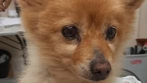 Donegal vet is trying to reunite lost dog with its owner - do you recognise this gorgeous pooch?