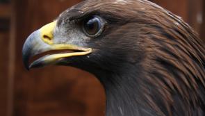 Have you managed to catch golden eagles, white-tailed (sea) eagles or red kites on camera?