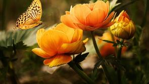 The seeds we planted in March are now beginning to bloom - but some are still struggling 
