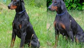 Could someone in Donegal give a loving home to these beautiful dogs  who were rescued in a state of neglect?