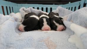 Donegal Puppies fly tipped like pieces of trash and left dangling for dead above a river