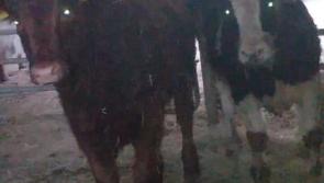 All's well that ends well - Eddie's heifer returns home