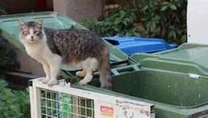 Donegal's cat population is "totally out of control"