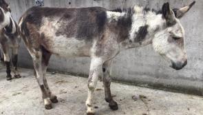 Donkey paralysed with fear and suffering puncture wounds now in care of Donegal sanctuary