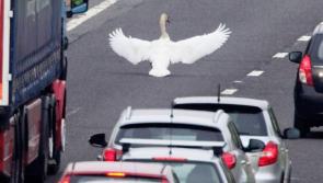 Swans and boreholes create obstacles for new motorway road projects