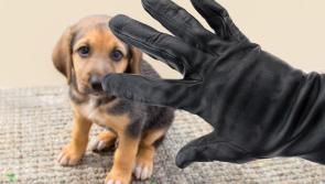 Gardaí say only one dog reported stolen in Donegal over last  five months
