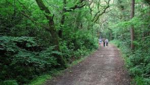 Donegal forest recorded 15,038 visitors between June and August