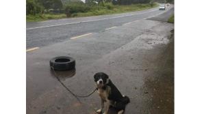 Dog left tied to  a tyre on busy Donegal road