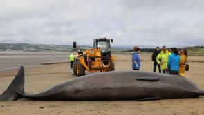 Missing whale - Donegal people asked to keep an eye out on the shoreline