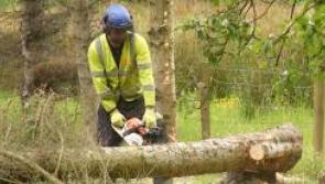 SIPTU calls on  Donegal Minister  to save thousands of jobs in the forestry sector

