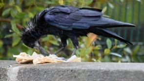 'Rubbish' ideas wanted - new bin design needed to stop crows and gulls pulling food from Donegal's street bins