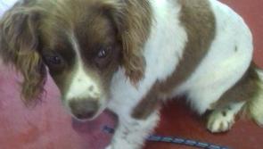 Springer Spaniel has been found in Letterkenny
