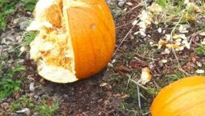 Vandalism at  Donegal Community Gardens

