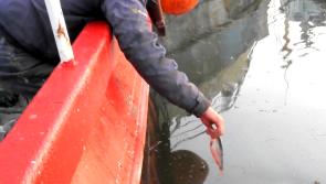 Concern that proposed cull could target Greencastle seals