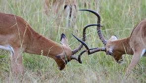 Donegal's motorists warned over dangers of deer on the road