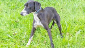 Dog rescued after being found locked in a crate, cowering and terrified