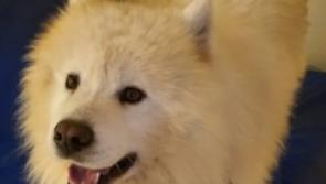 Not the usual weekend cell occupant!  Donegal gardaí seek owner of dog in their care