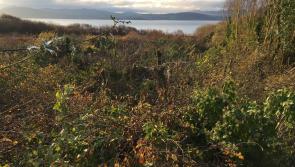 Lough Swilly SAC under continuing attack