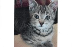 Missing cat - owner is very concerned for her welfare and would greatly appreciate her return 