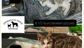 Small kittens are still being found wandering around Donegal 