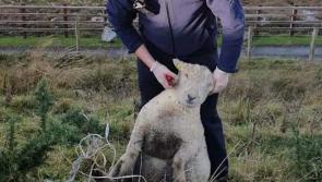 Donegal Gardaí have 'herd' it all