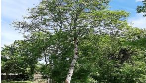 A tree for everyone born in Ireland since the foundation of the State - thousands could be planted in Donegal