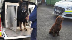 Cocaine and a quantity of cash seized in Donegal with help from Garda Dog Unit