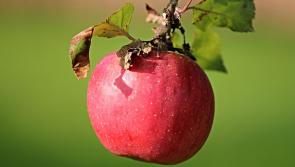 DONEGAL SHOPPERS! Apple juice batch recalled due to presence of toxic contaminant 