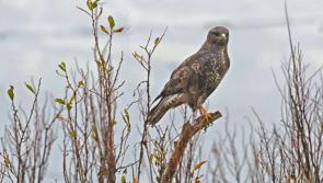 Donegal wind farm planning appeal rejected due to Hen Harrier nesting site