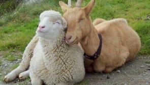 Donegal farmers reminded to take part in 2020 Sheep and Goat Census

