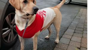 Pets dressed up for Christmas Day! Has your pet got their Christmas Day outfit on?