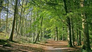Donegal firms involved in new national forestry group

