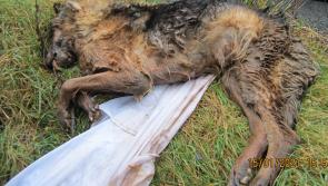 Body of German shepherd dog found wrapped in shower curtain and dumped in drain in Donegal
