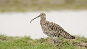 Donegal workers wanted for Curlew Action Team


